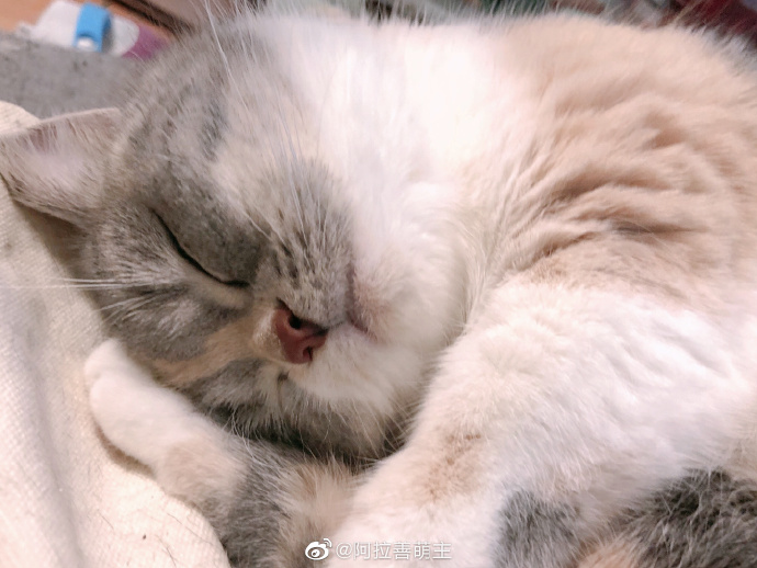 猫图片|宠物猫|猫咪|