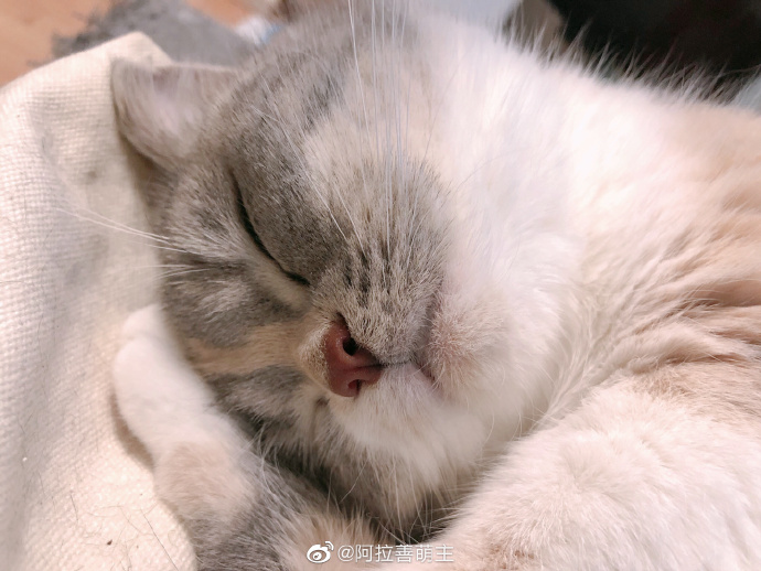 猫图片|宠物猫|猫咪|