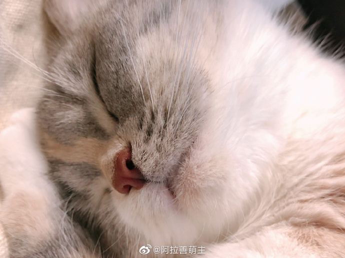 猫图片|宠物猫|猫咪|