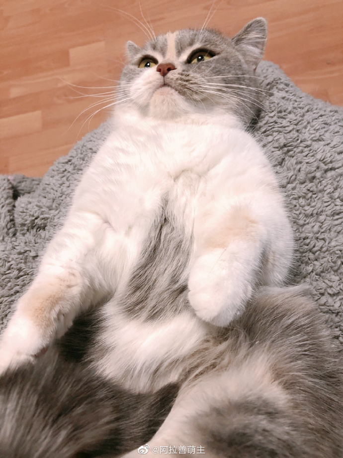 猫图片|宠物猫|猫咪|