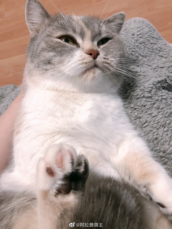 猫图片|宠物猫|猫咪|