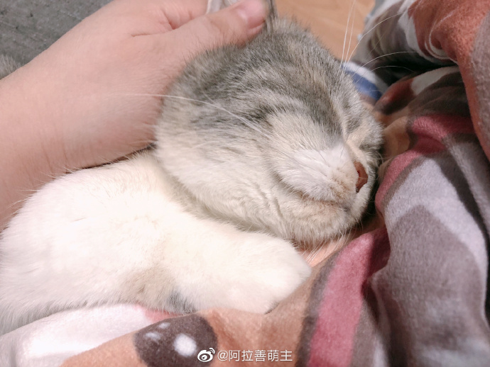 猫图片|宠物猫|猫咪|