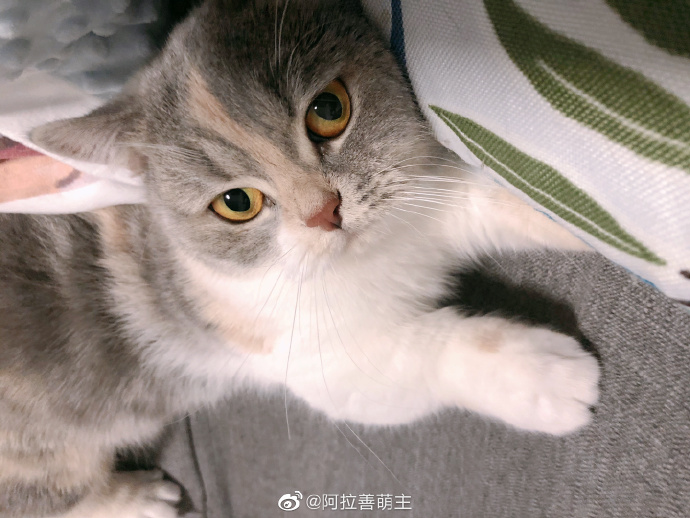 猫图片|宠物猫|猫咪|