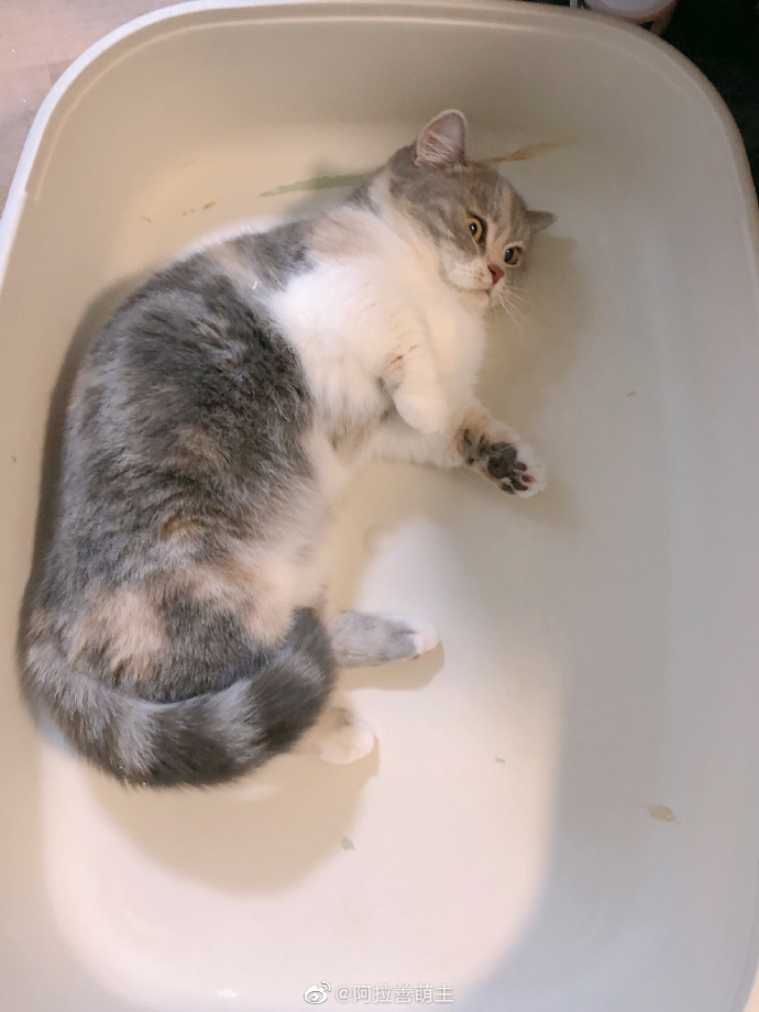 猫图片|宠物猫|猫咪|