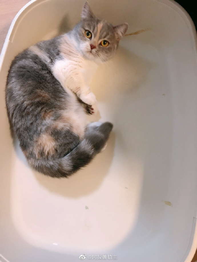 猫图片|宠物猫|猫咪|