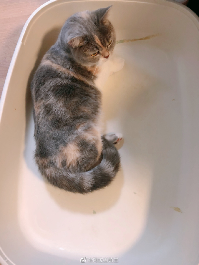 猫图片|宠物猫|猫咪|