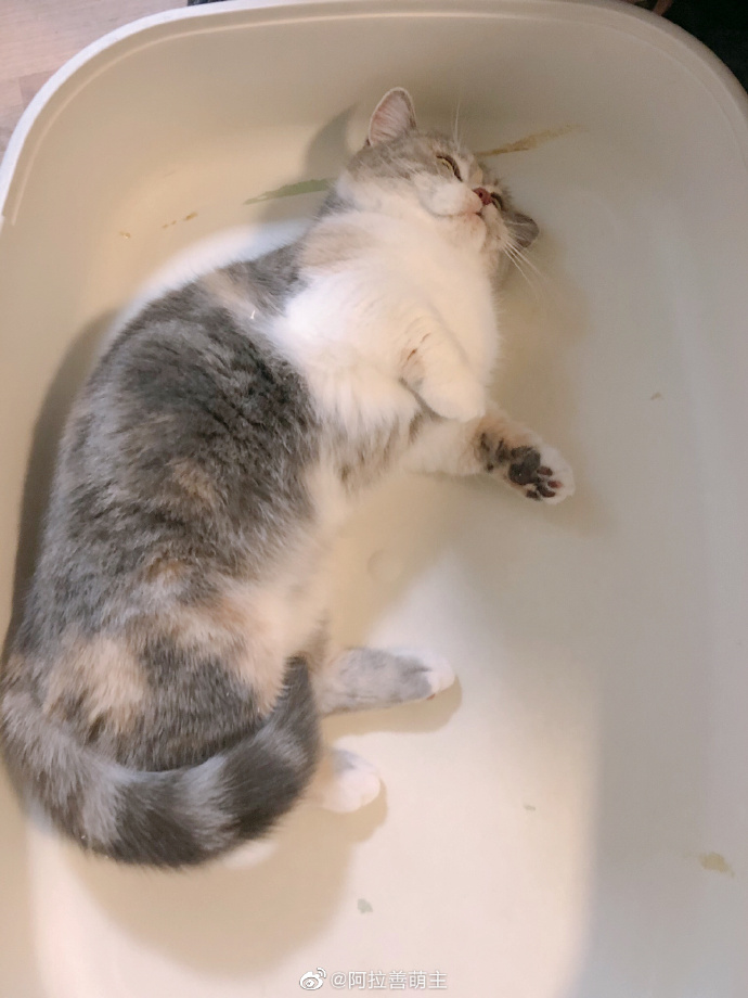 猫图片|宠物猫|猫咪|