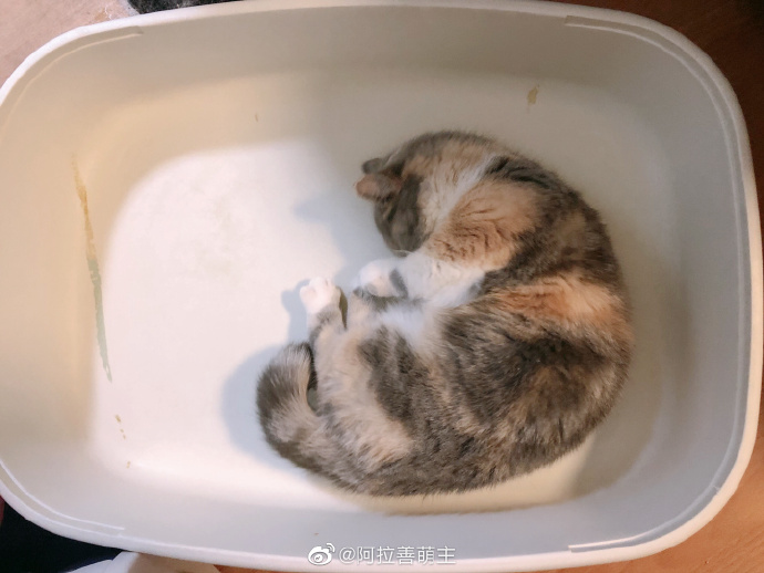 猫图片|宠物猫|猫咪|