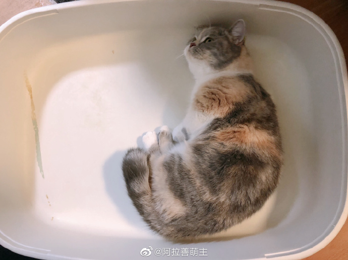 猫图片|宠物猫|猫咪|
