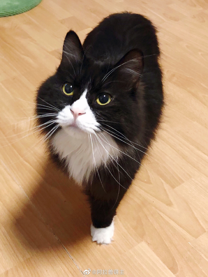 猫图片|宠物猫|猫咪|