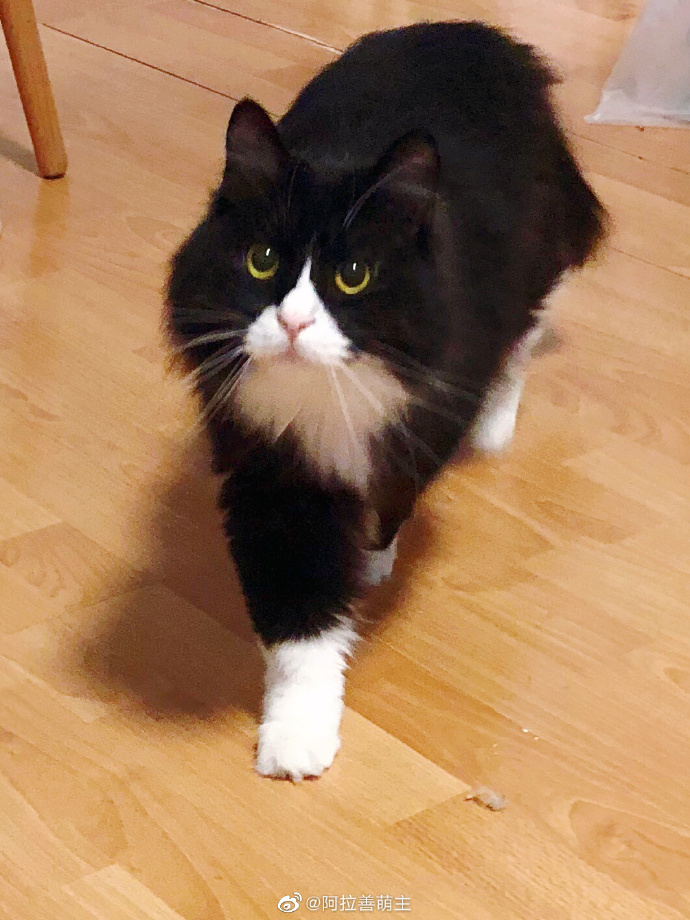 猫图片|宠物猫|猫咪|