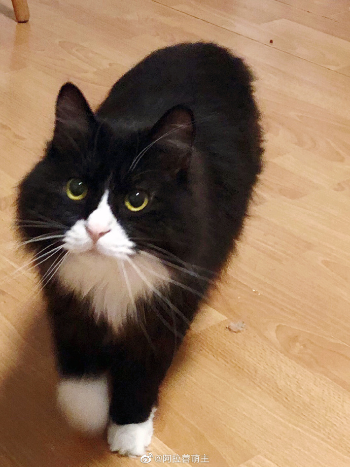 猫图片|宠物猫|猫咪|