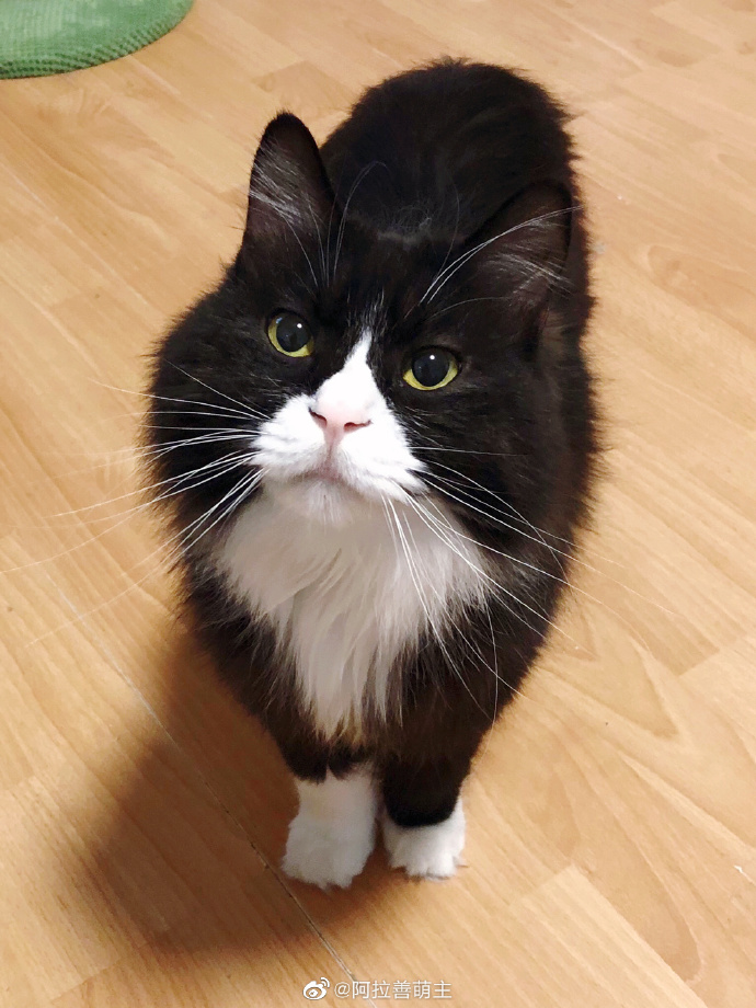 猫图片|宠物猫|猫咪|