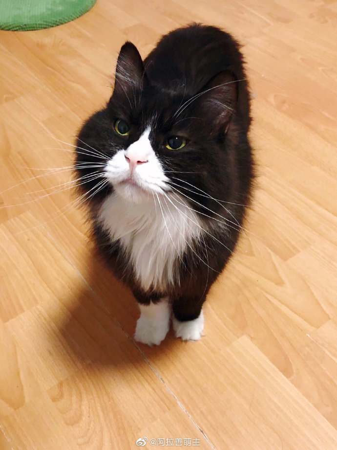 猫图片|宠物猫|猫咪|