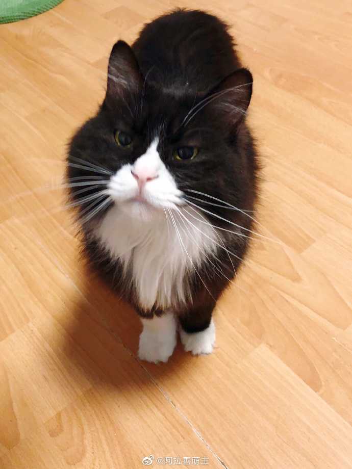 猫图片|宠物猫|猫咪|