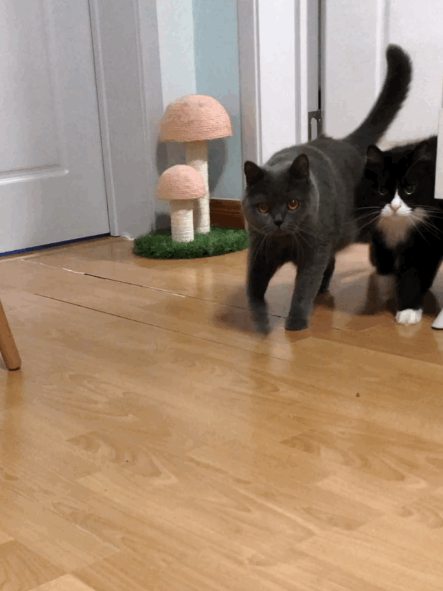 猫图片|宠物猫|猫咪|