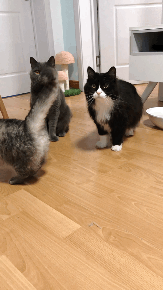 猫图片|宠物猫|猫咪|