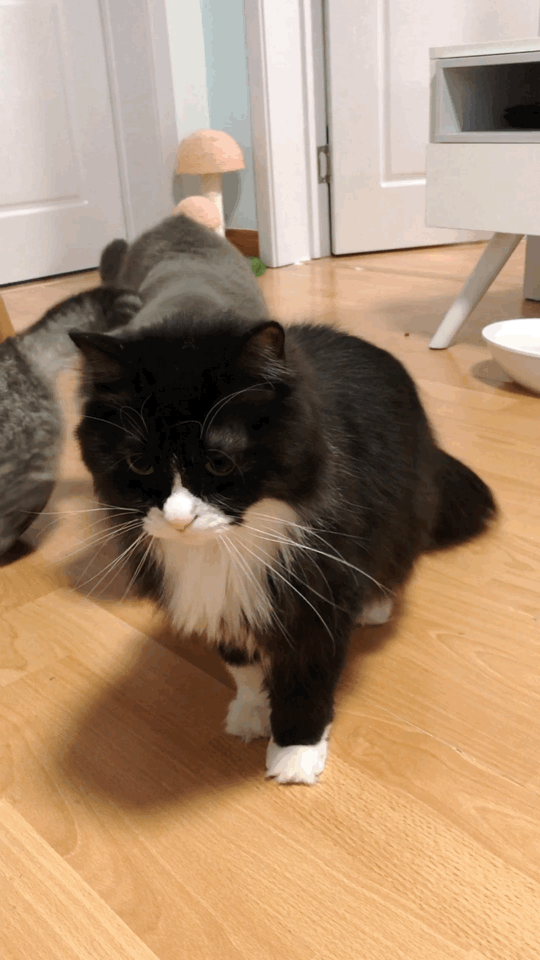 猫图片|宠物猫|猫咪|