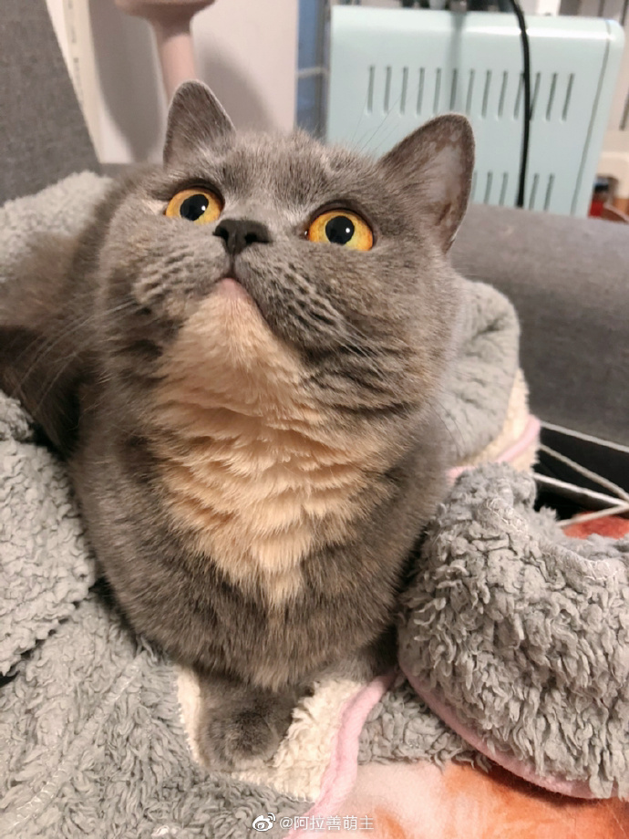 猫图片|宠物猫|猫咪|