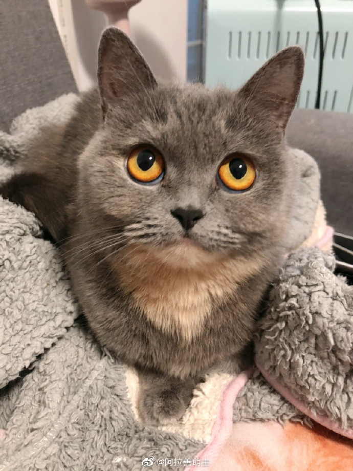 猫图片|宠物猫|猫咪|