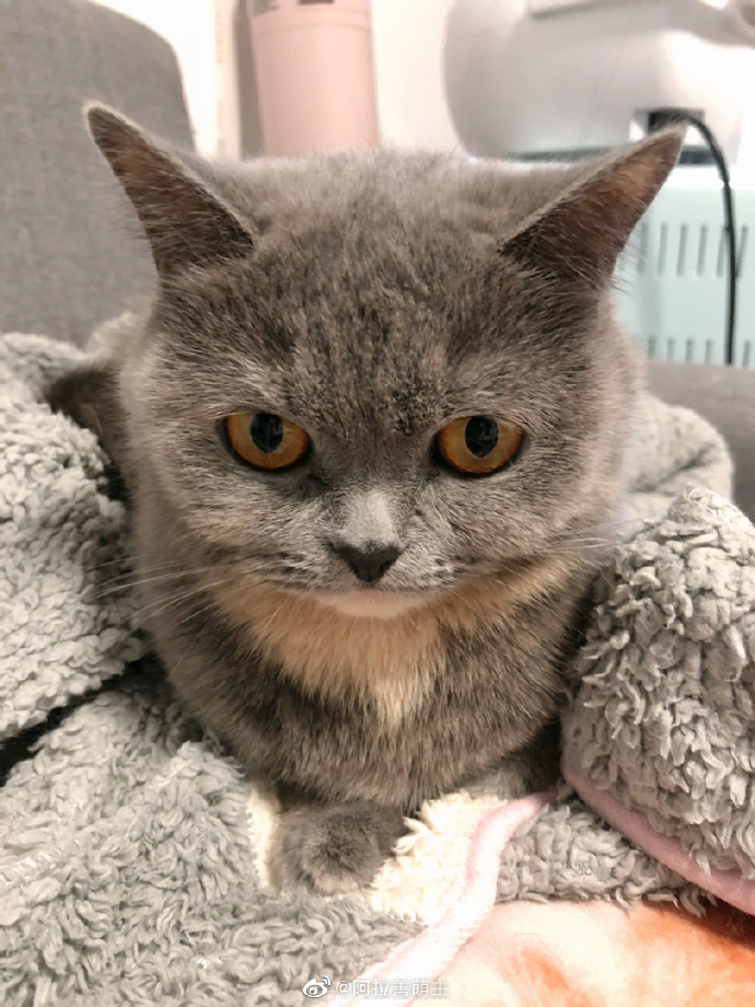 猫图片|宠物猫|猫咪|