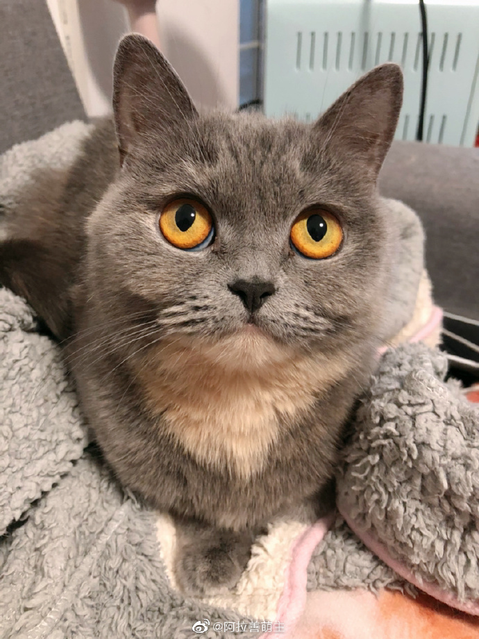 猫图片|宠物猫|猫咪|