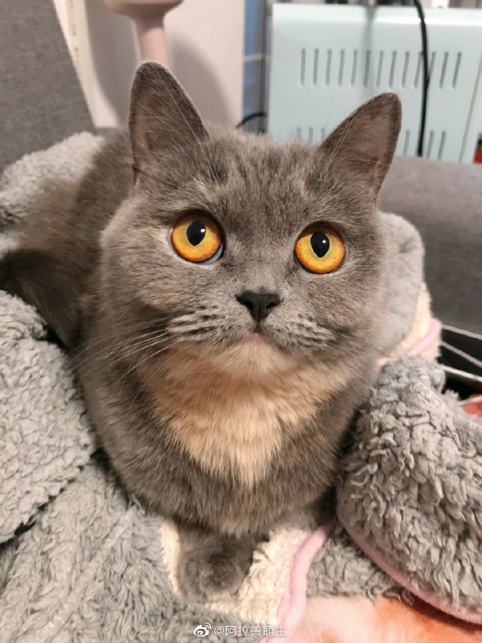 猫图片|宠物猫|猫咪|