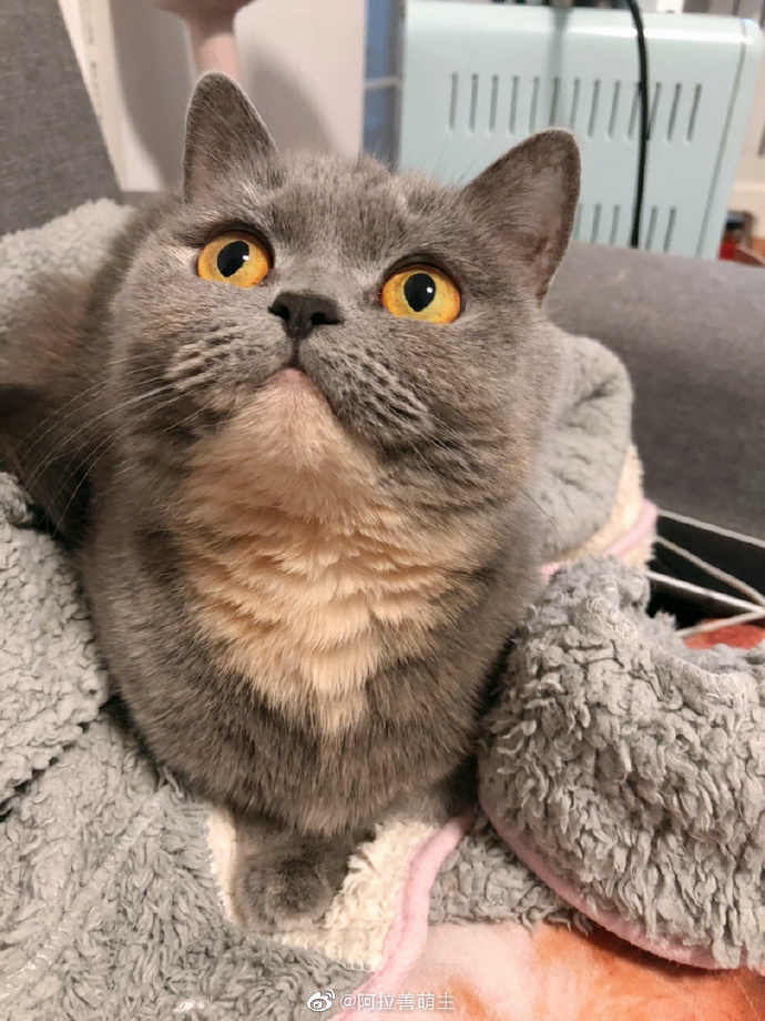 猫图片|宠物猫|猫咪|