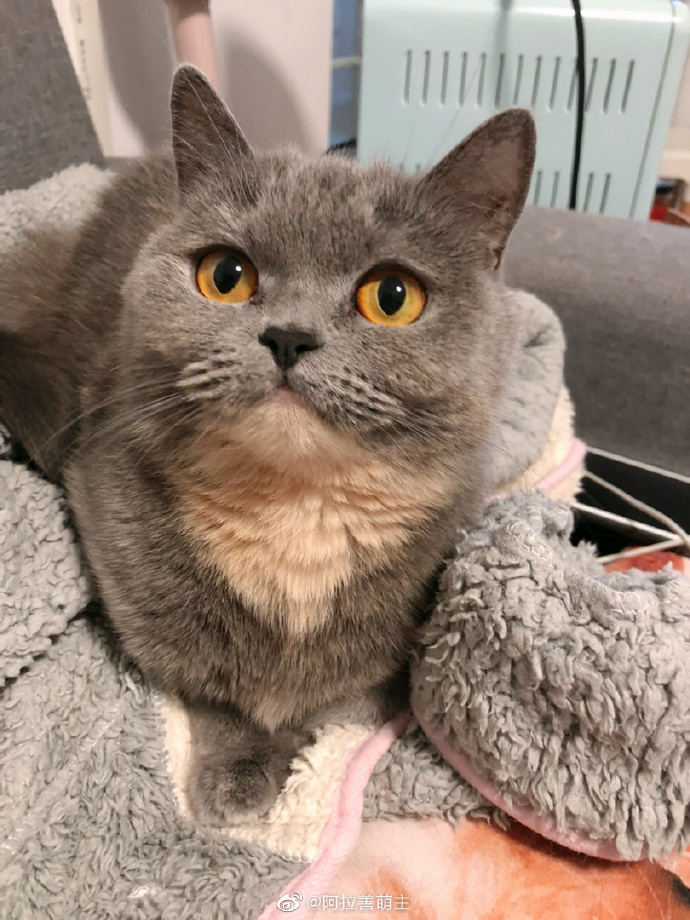 猫图片|宠物猫|猫咪|