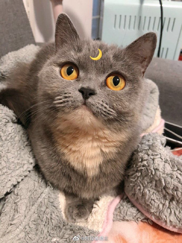 猫图片|宠物猫|猫咪|