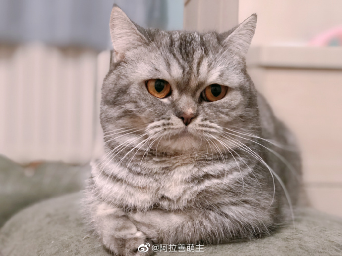 猫图片|宠物猫|猫咪|