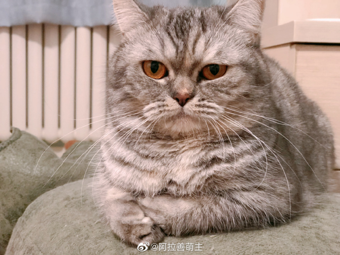 猫图片|宠物猫|猫咪|