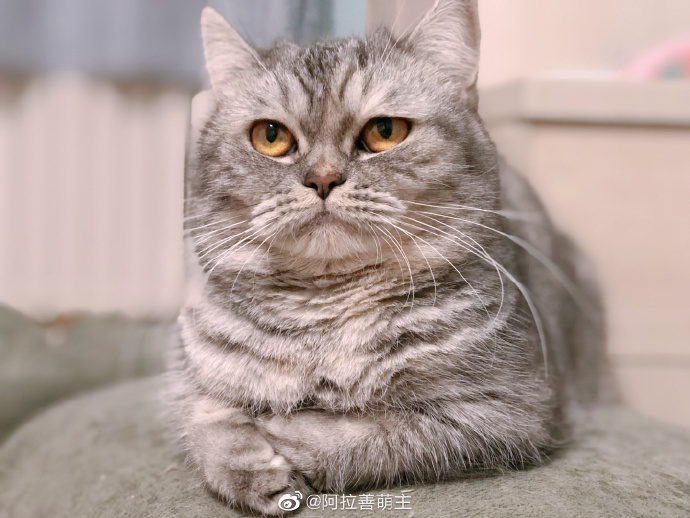 猫图片|宠物猫|猫咪|