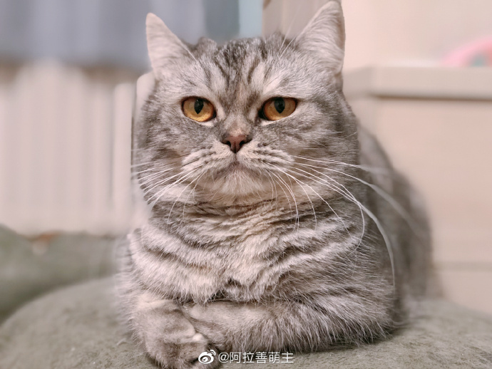 猫图片|宠物猫|猫咪|