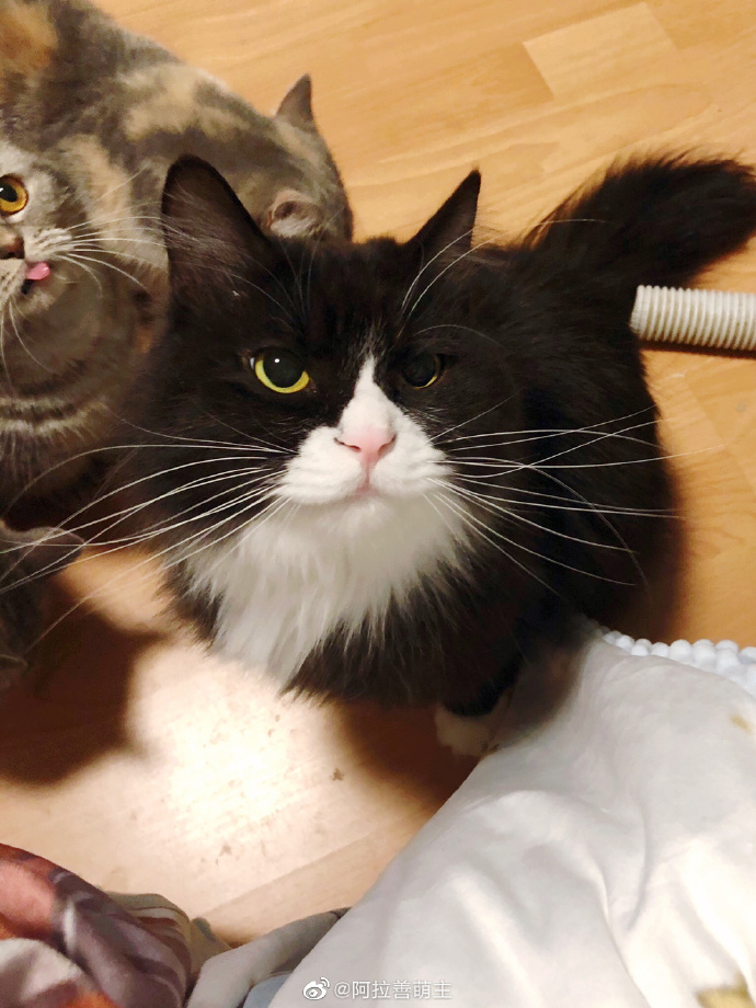 猫图片|宠物猫|猫咪|