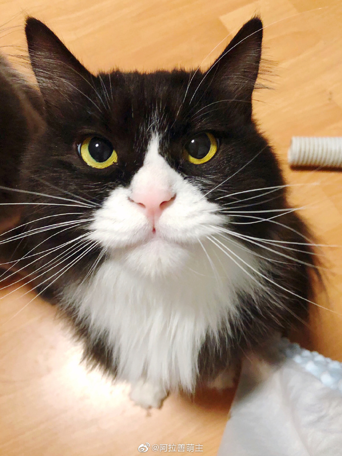 猫图片|宠物猫|猫咪|