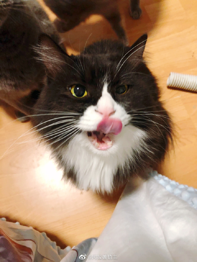 猫图片|宠物猫|猫咪|