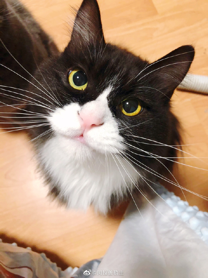 猫图片|宠物猫|猫咪|