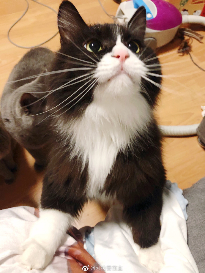 猫图片|宠物猫|猫咪|