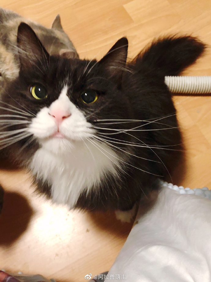 猫图片|宠物猫|猫咪|