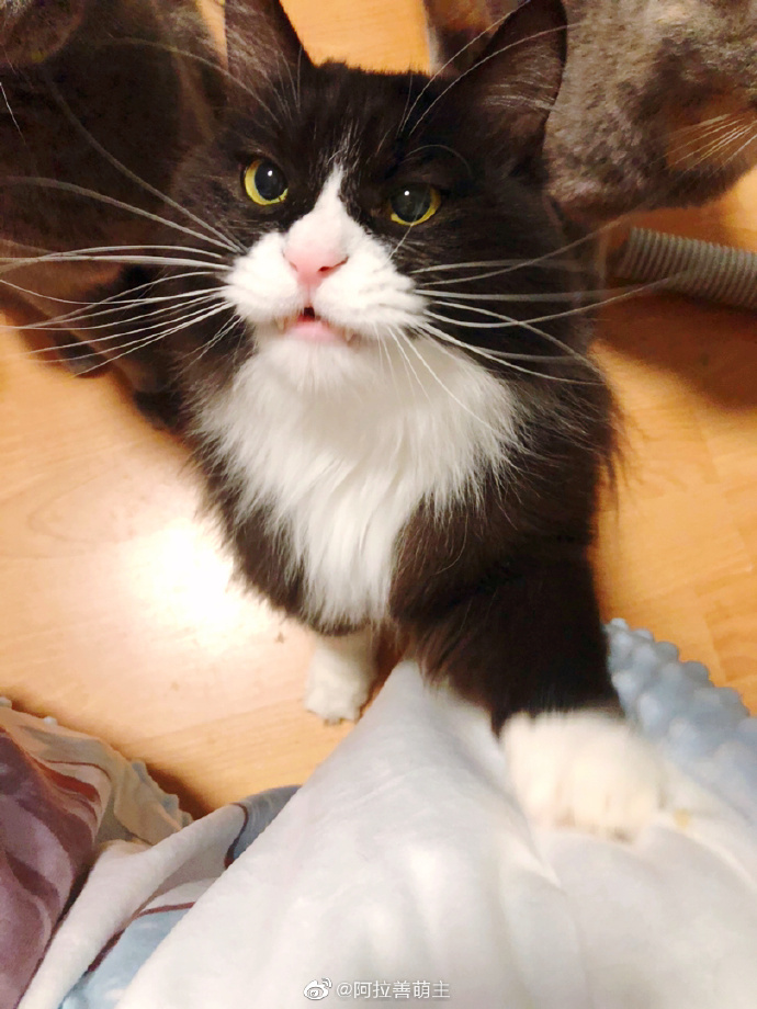 猫图片|宠物猫|猫咪|