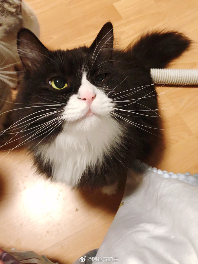 猫图片|宠物猫|猫咪|