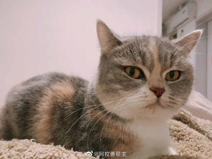 猫图片|宠物猫|猫咪|
