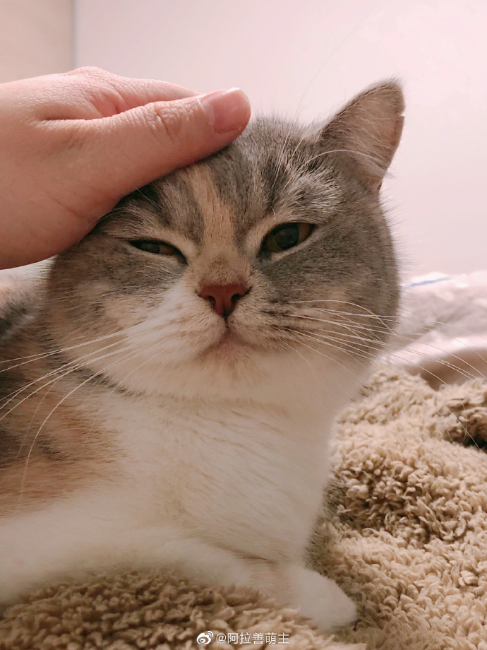 猫图片|宠物猫|猫咪|