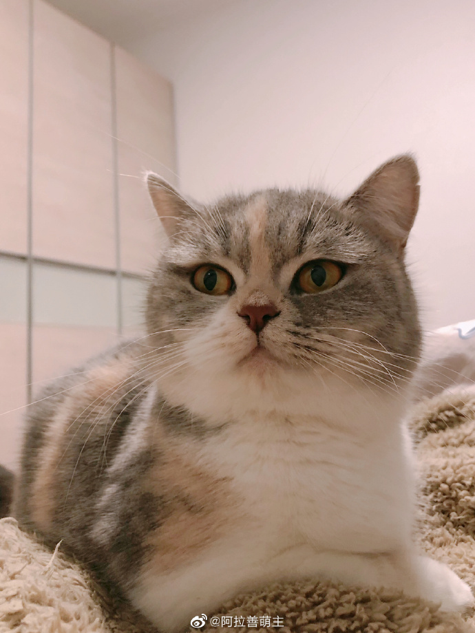 猫图片|宠物猫|猫咪|