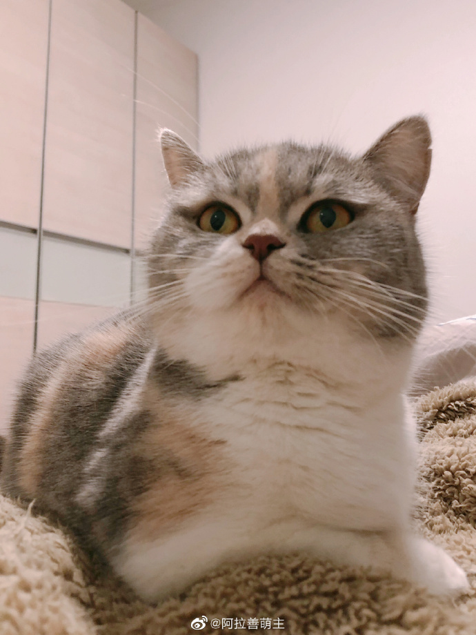 猫图片|宠物猫|猫咪|