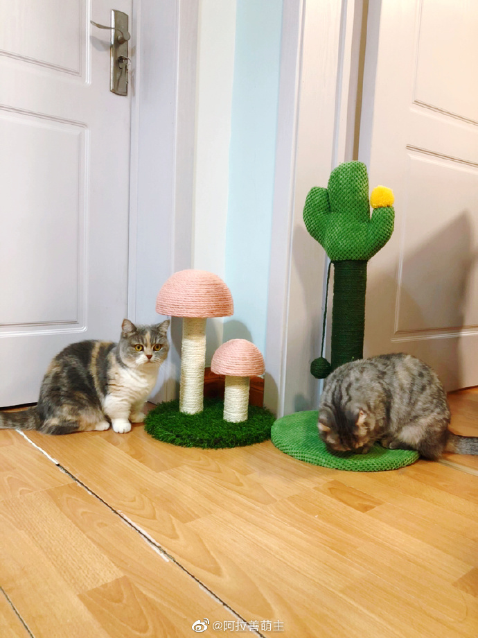 猫图片|宠物猫|猫咪|