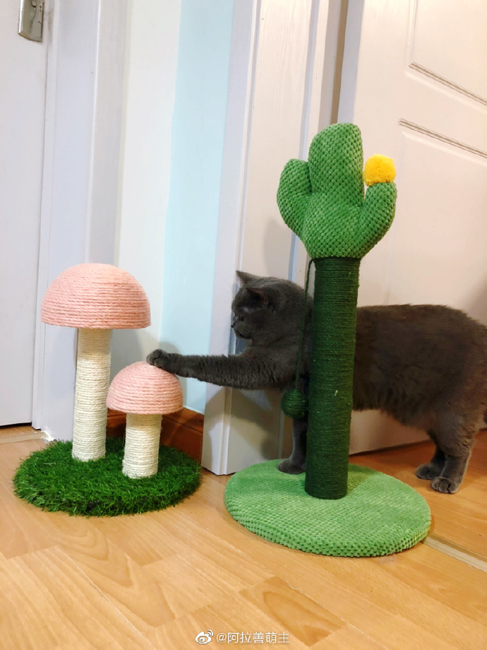 猫图片|宠物猫|猫咪|