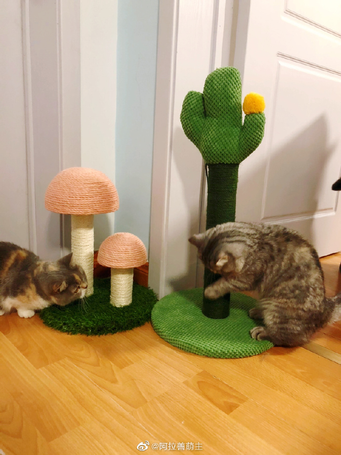 猫图片|宠物猫|猫咪|