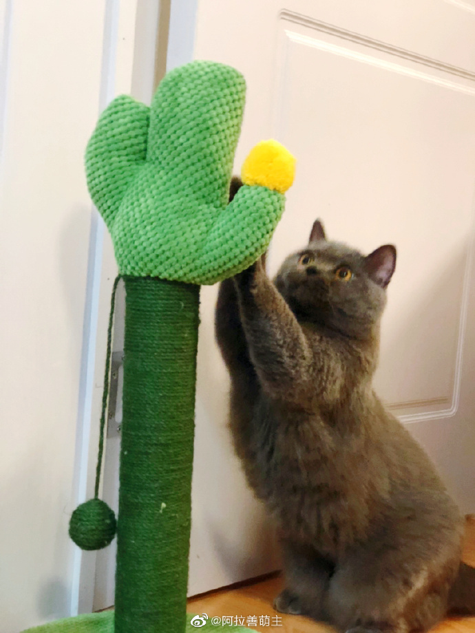 猫图片|宠物猫|猫咪|